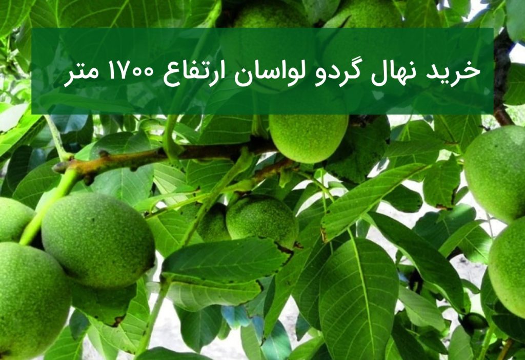 خرید نهال گردو لواسان