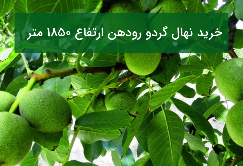 خرید نهال گردو رودهن
