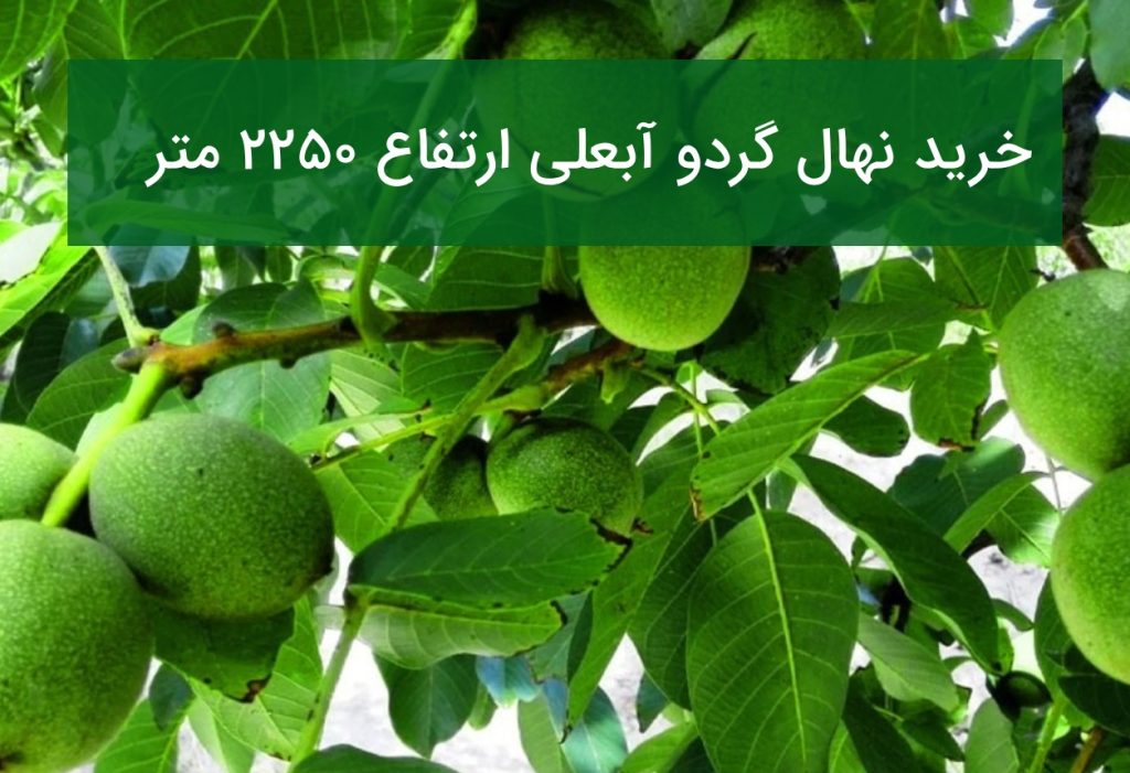 خرید نهال گردو آبعلی