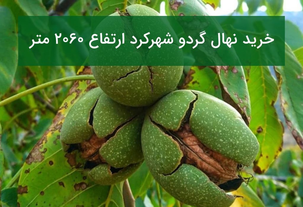خرید نهال گردو شهرکرد