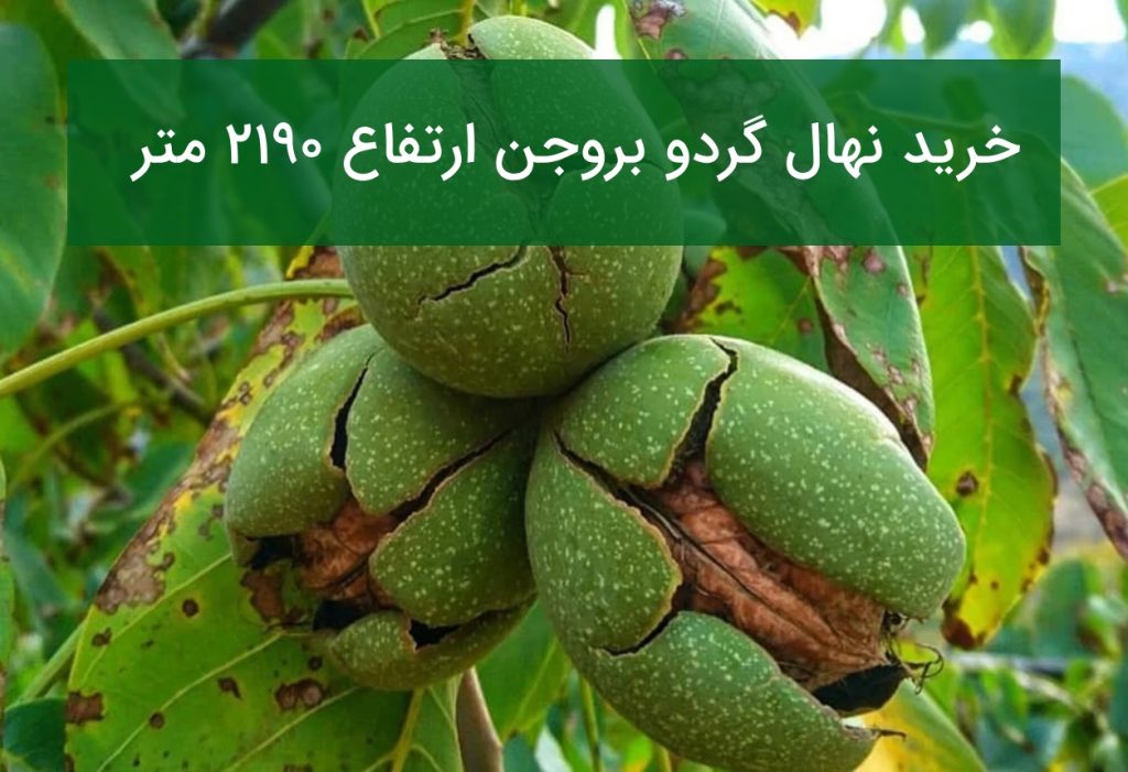 خرید نهال گردو بروجن