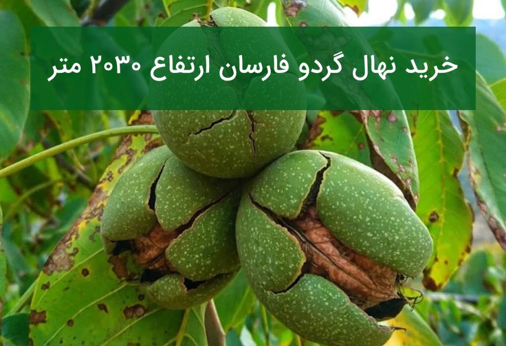 خرید نهال گردو فارسان