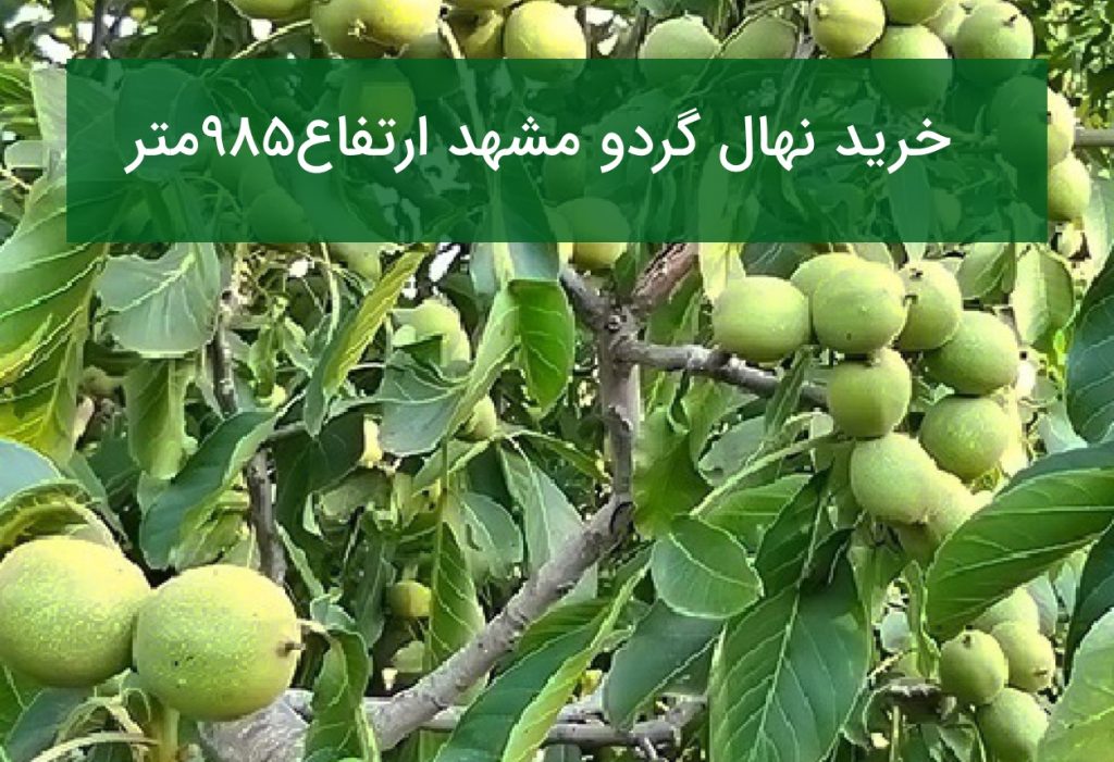 خرید نهال گردو مشهد ارتفاع ۹۸۵ متر