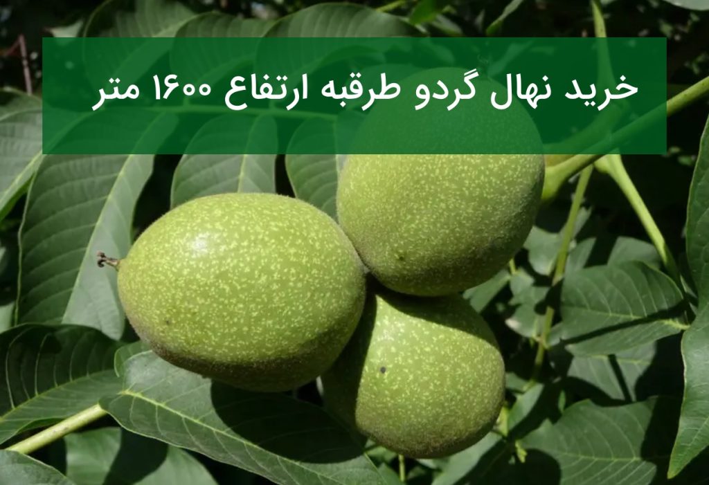 خرید نهال گردو طرقبه