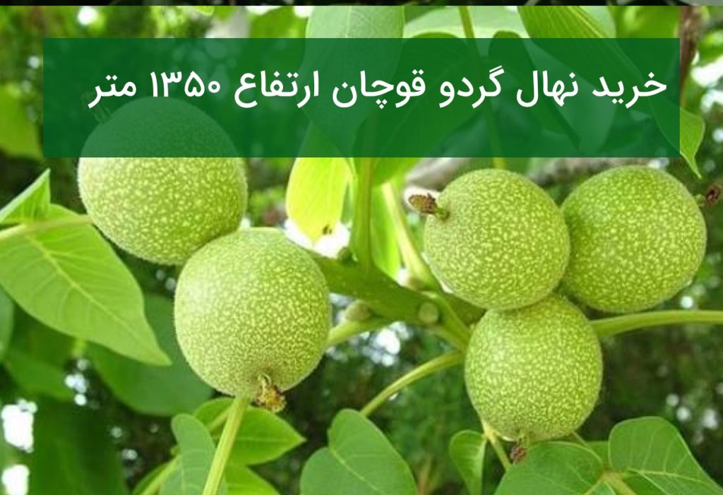خرید نهال گردو قوچان