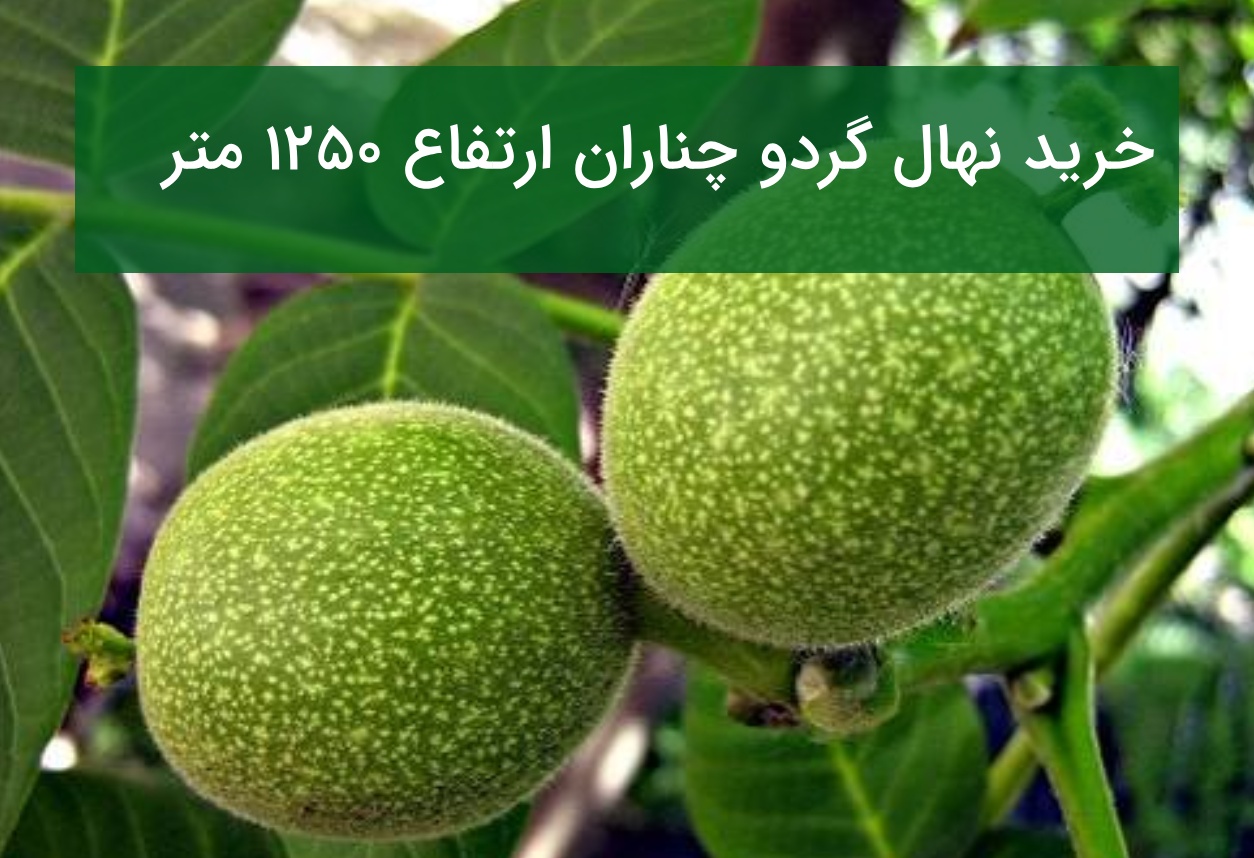 خرید نهال گردو چناران