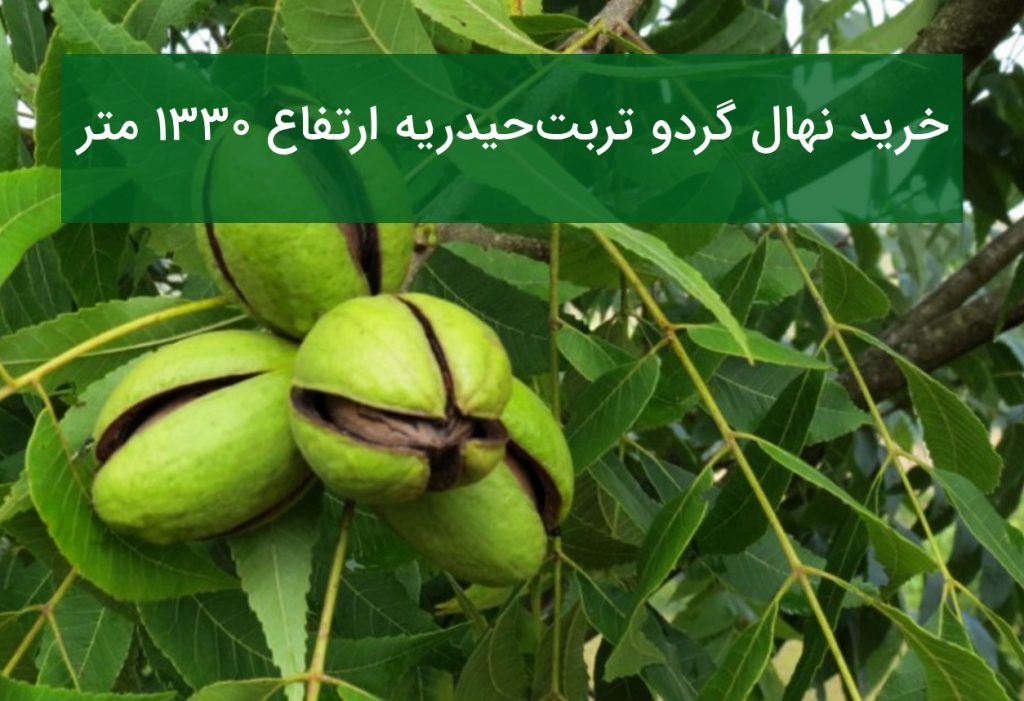 خرید نهال گردو تربت‌حیدریه