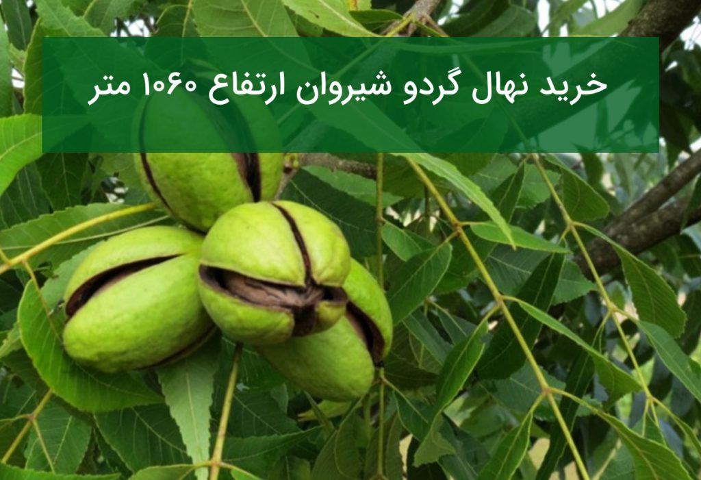 خرید نهال گردو شیروان