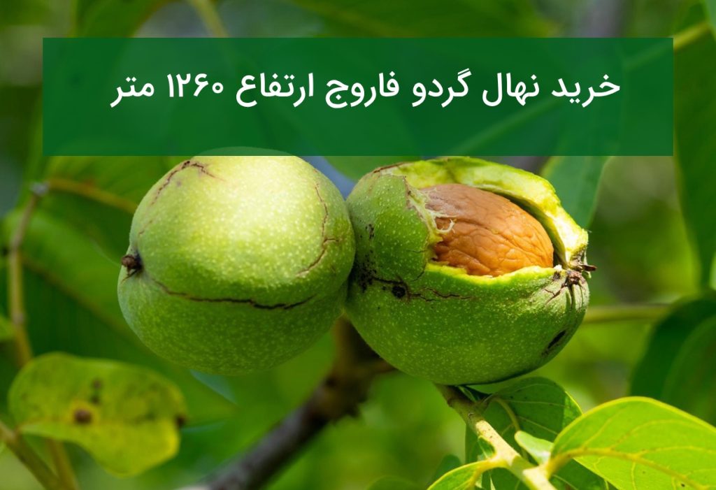 خرید نهال گردو فاروج