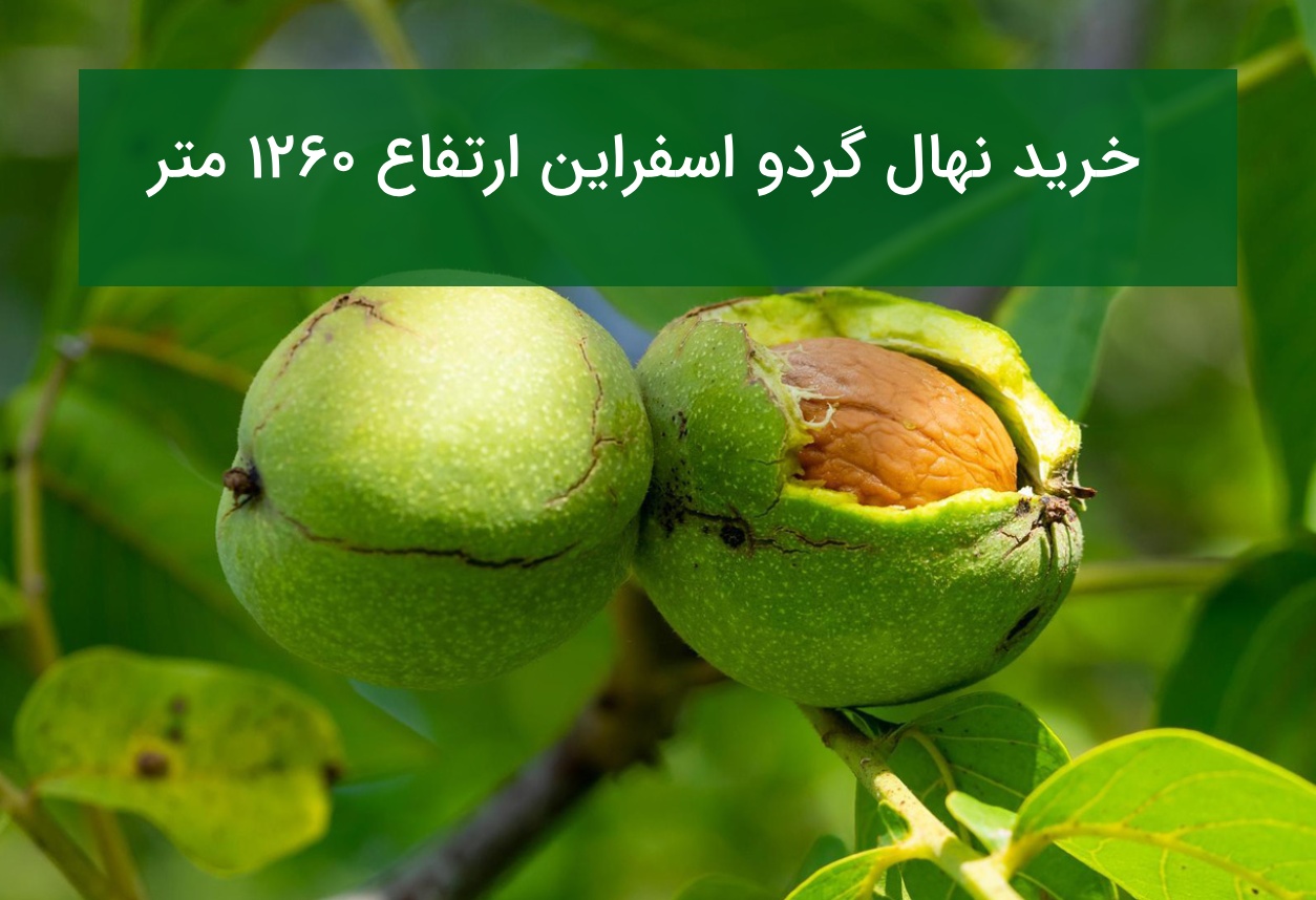 خرید نهال گردو اسفراین