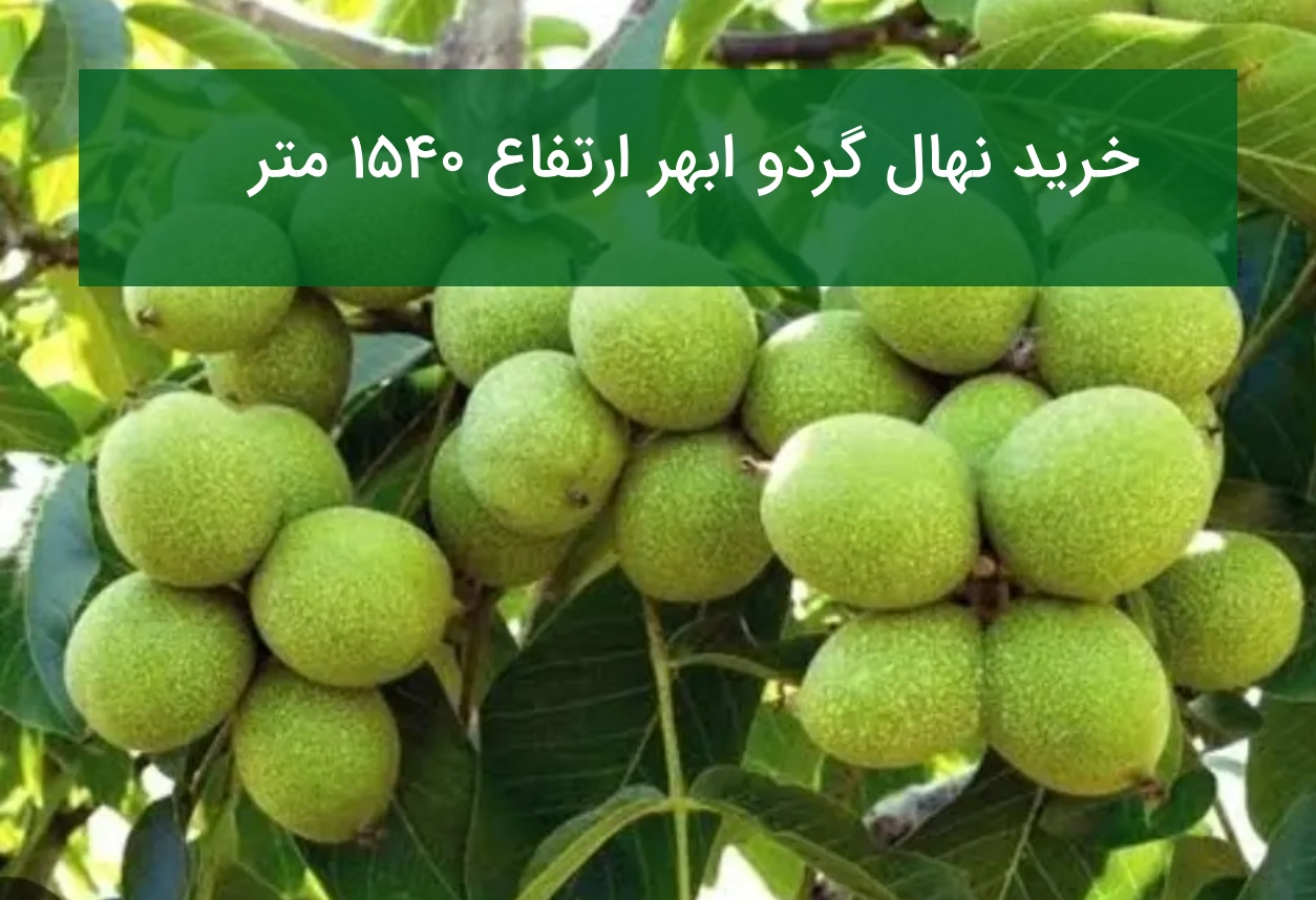 خرید نهال گردو ابهر ارتفاع ۱۵۴۰ متر