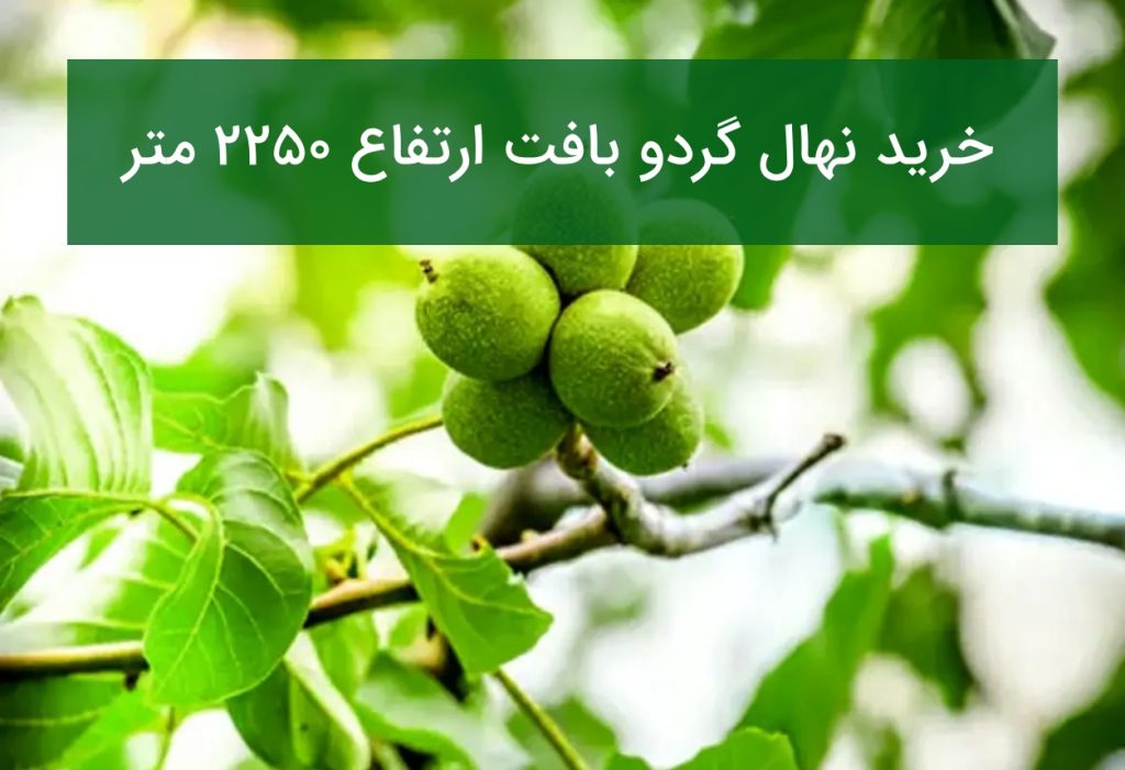 خرید نهال گردو بافت ارتفاع ۲۲۵۰ متر