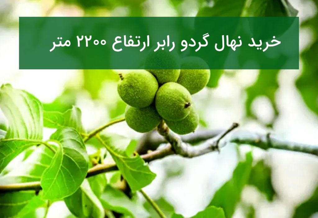 خرید نهال گردو رابر