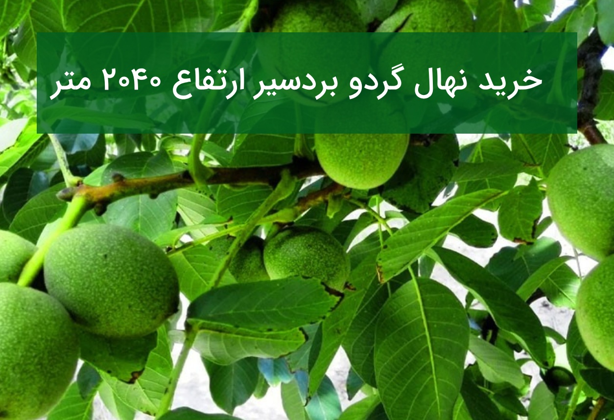 خرید نهال گردو بردسیر