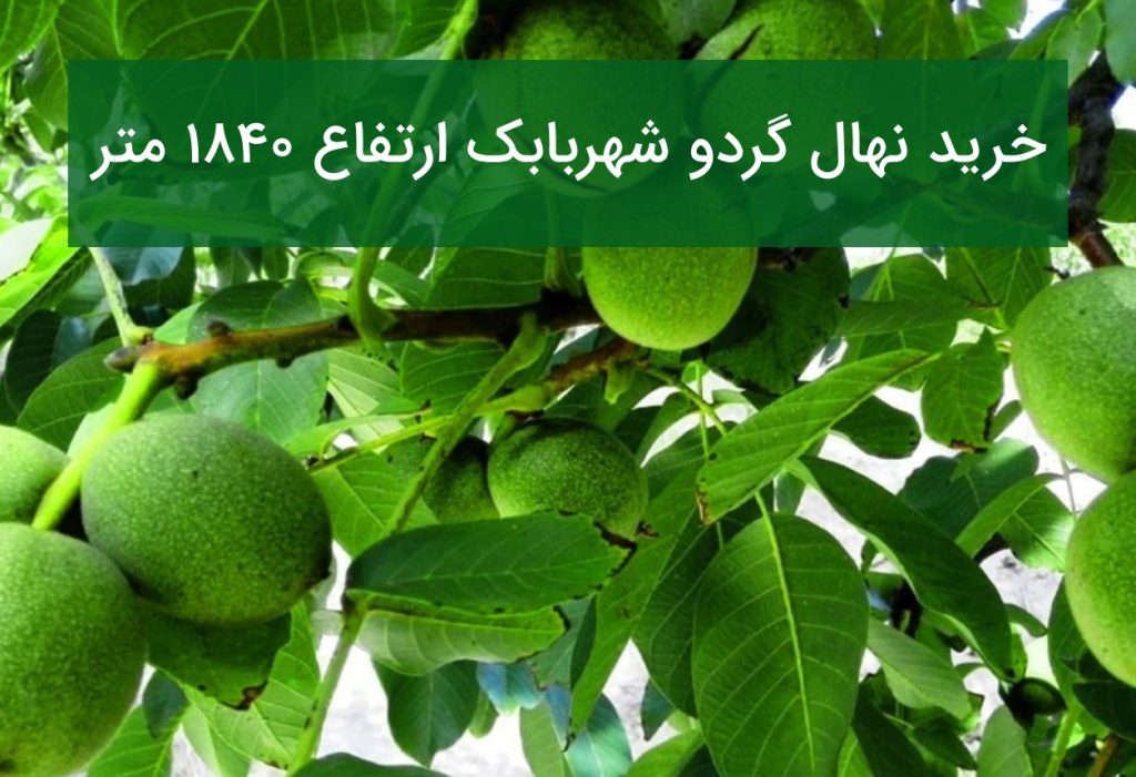خرید نهال گردو شهربابک