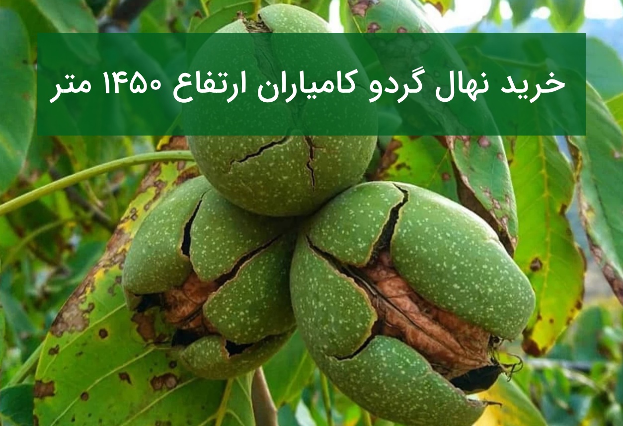 خرید نهال گردو کامیاران ارتفاع ۱۴۵۰ متر