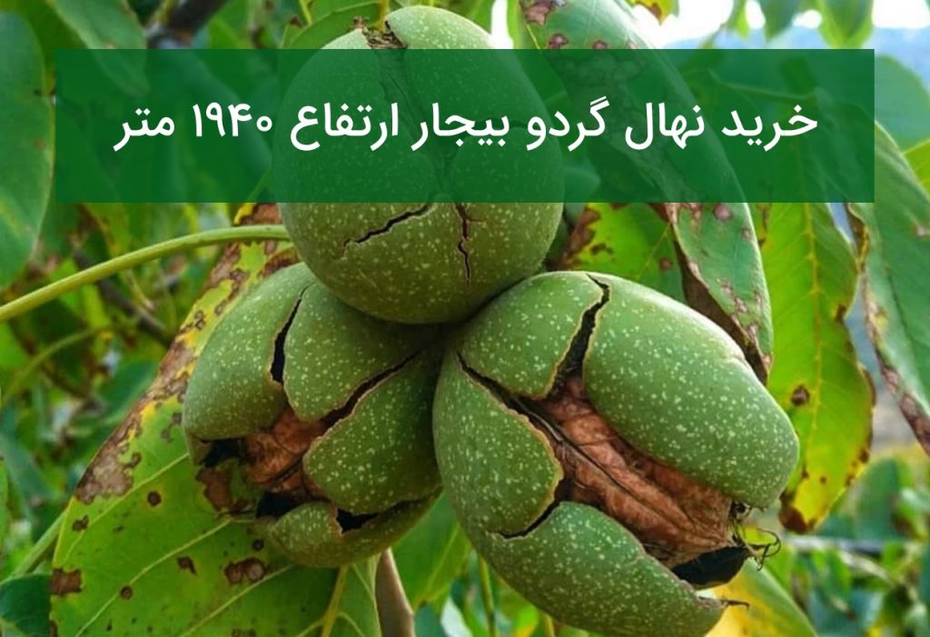 خرید نهال گردو بیجار ارتفاع ۱۹۴۰ متر