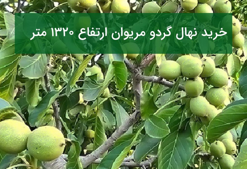 خرید نهال گردو مریوان ارتفاع ۱۳۲۰ متر