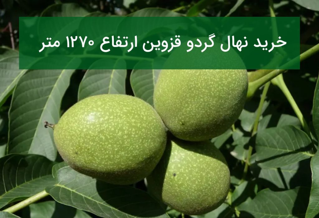 خرید نهال گردو قزوین ارتفاع ۱۲۷۰ متر