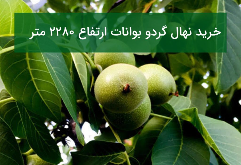 خرید نهال گردو بوانات ارتفاع ۲۲۸۰ متر