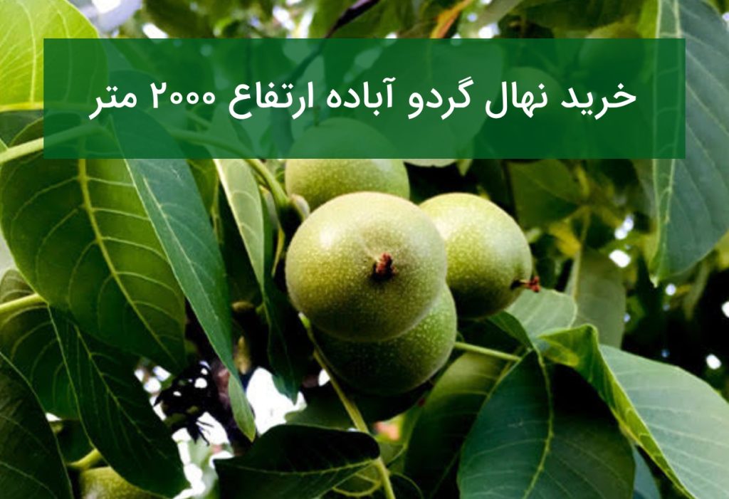 خرید نهال گردو آباده ارتفاع ۲۰۰۰ متر