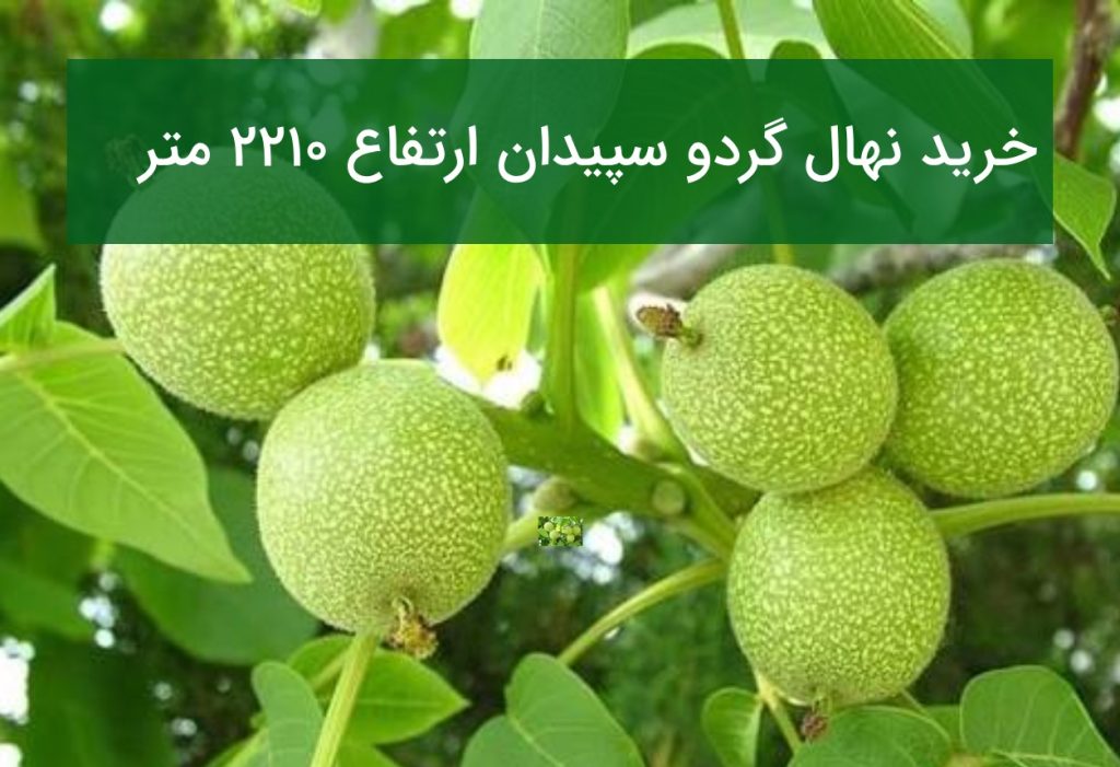 خرید نهال گردو سپیدان ارتفاع ۲۲۱۰ متر (قیمت و ارقام شناسنامه‌دار)