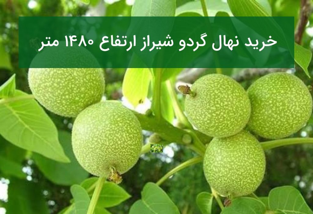 خرید نهال گردو شیراز ارتفاع ۱۴۸۰ متر (قیمت و ارقام شناسنامه‌دار)