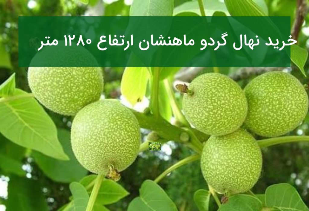 خرید نهال گردو ماهنشان ارتفاع ۱۲۸۰ متر
