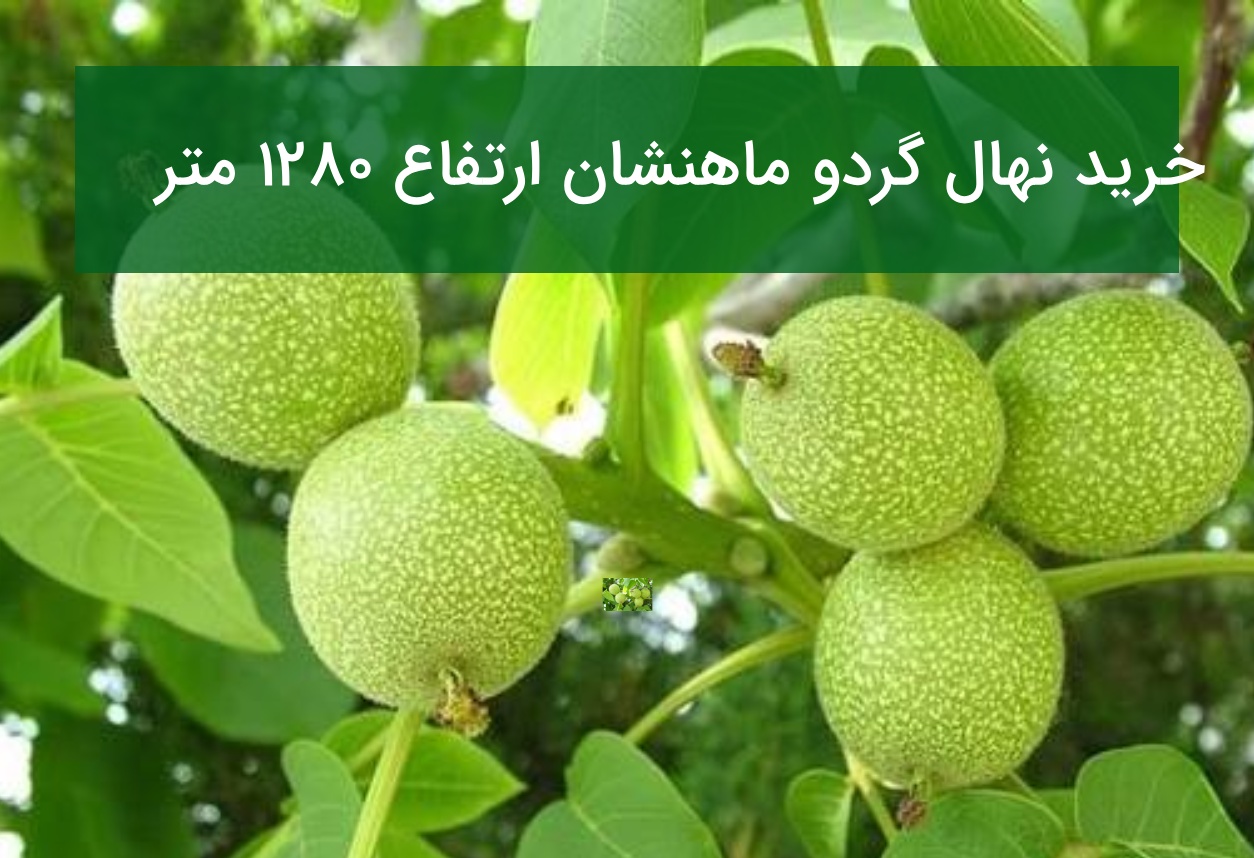 خرید نهال گردو ماهنشان ارتفاع ۱۲۸۰ متر