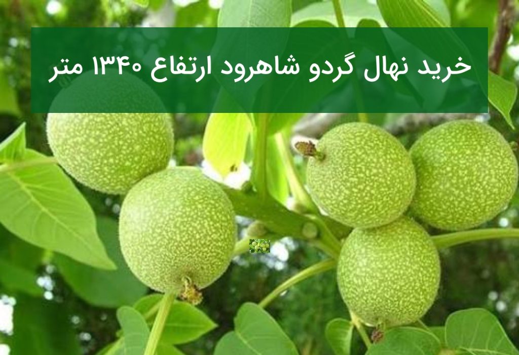 خرید نهال گردو شاهرود ارتفاع ۱۳۴۰ متر