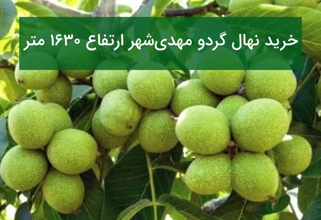خرید نهال گردو مهدی‌شهر ارتفاع ۱۶۳۰ متر (قیمت و ارقام شناسنامه‌دار)