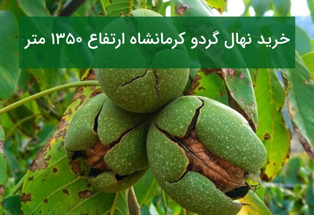 خرید نهال گردو کرمانشاه ارتفاع ۱۳۵۰ متر؛ انتخاب بهترین ارقام گردو