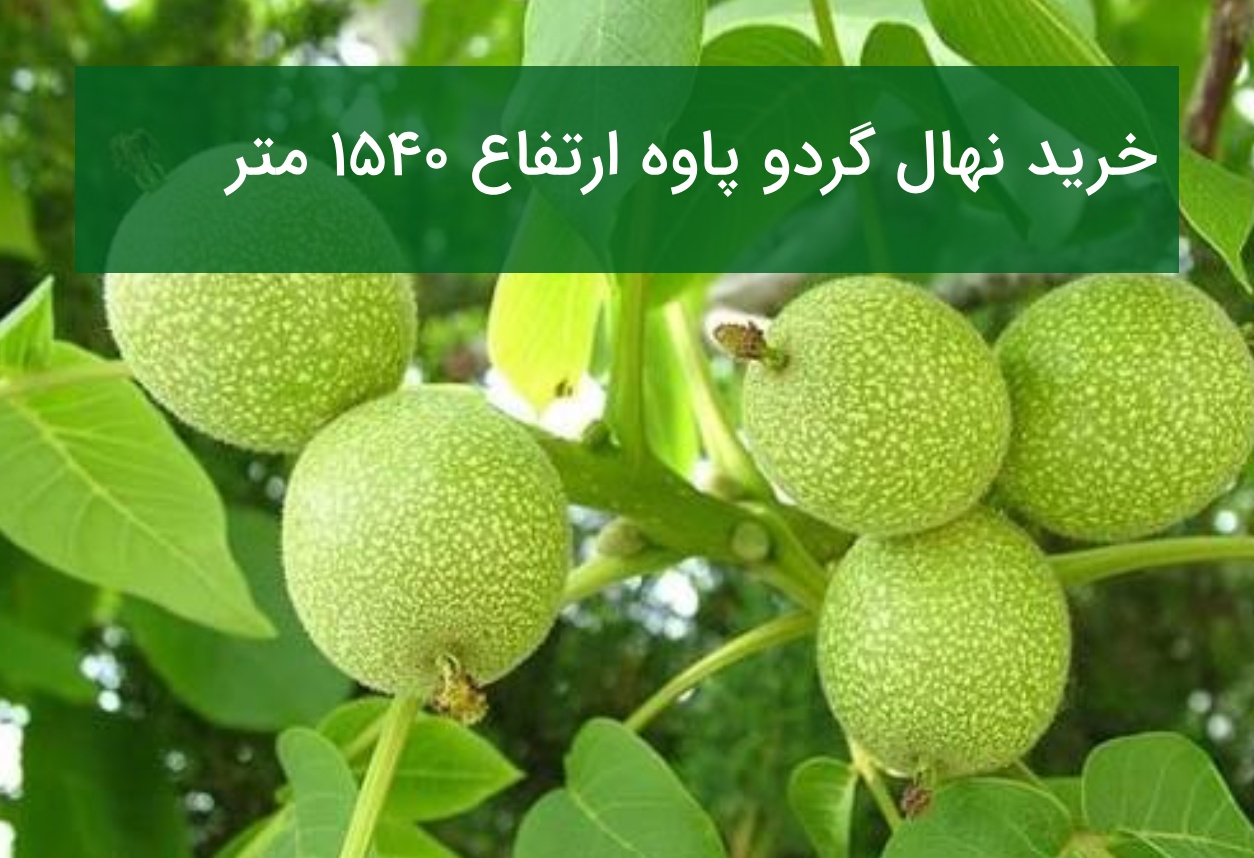خرید نهال گردو پاوه ارتفاع ۱۵۴۰ متر | بهترین ارقام گردو برای احداث باغ در منطقه پاوه