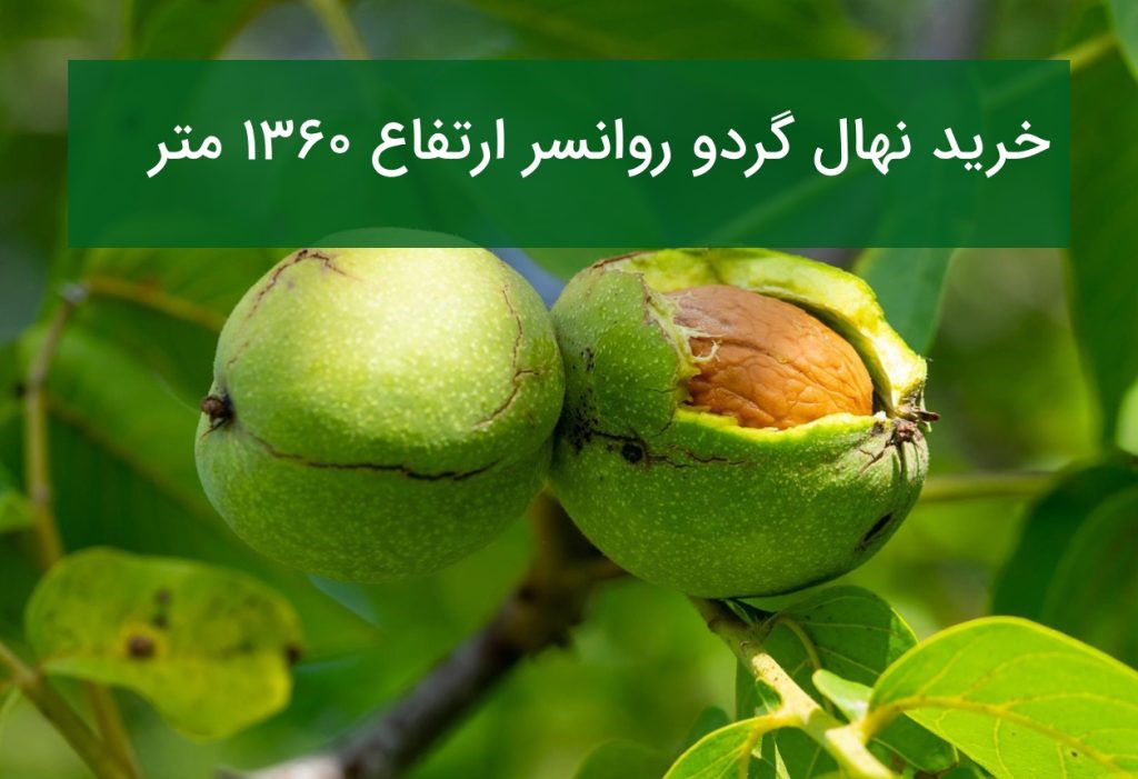خرید نهال گردو روانسر ارتفاع ۱۳۶۰ متر