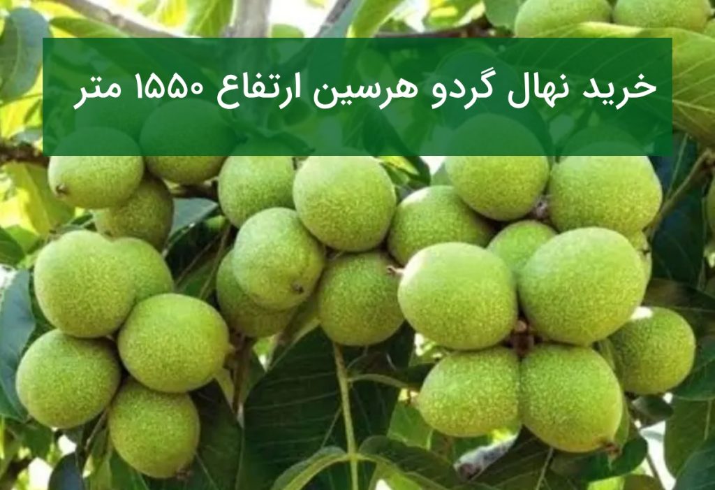 خرید نهال گردو هرسین