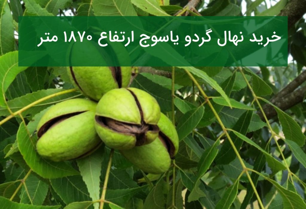 خرید نهال گردو یاسوج ارتفاع ۱۸۷۰متر