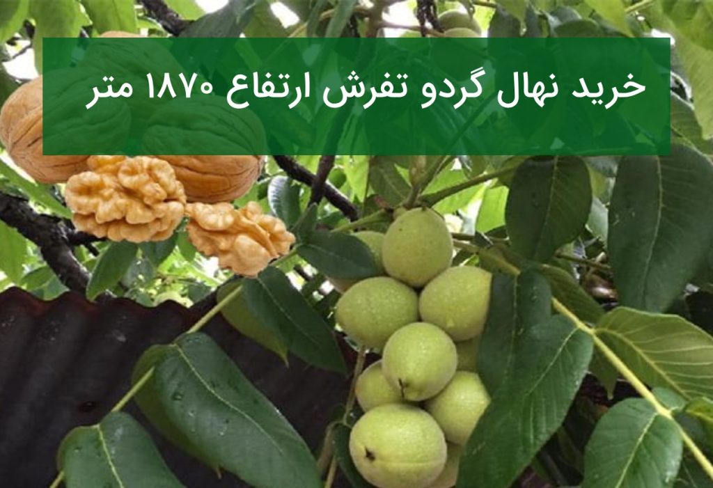 خرید نهال گردو تفرش ارتفاع ۱۸۷۰ متر