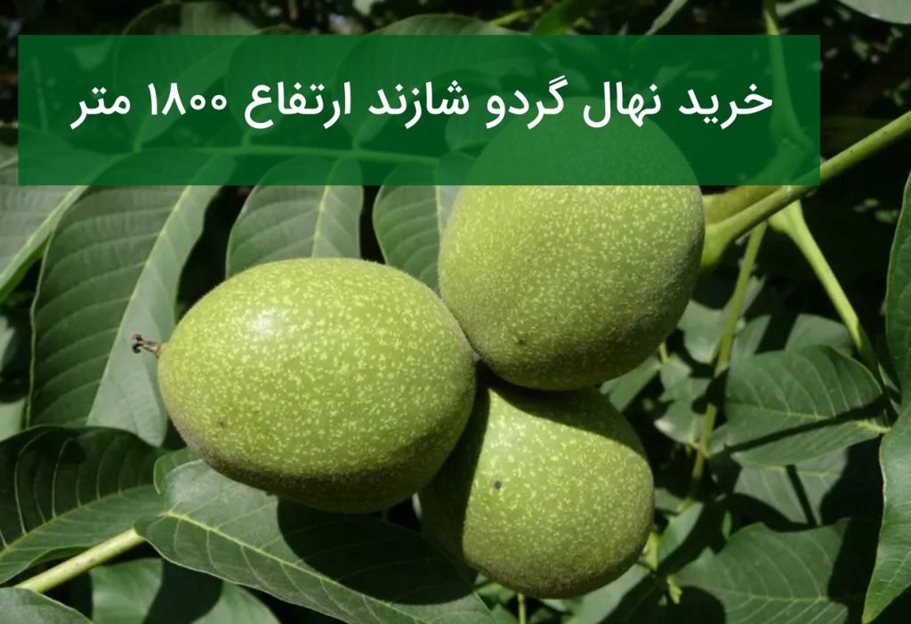 خرید نهال گردو شازند ارتفاع ۱۸۰۰ متر