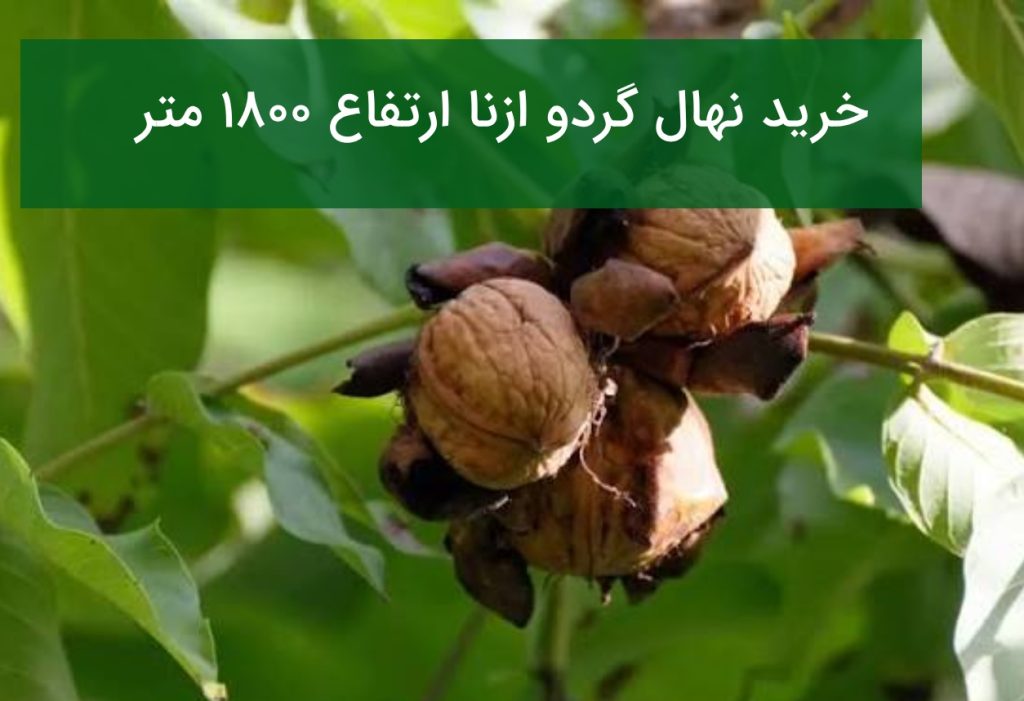 خرید نهال گردو ازنا