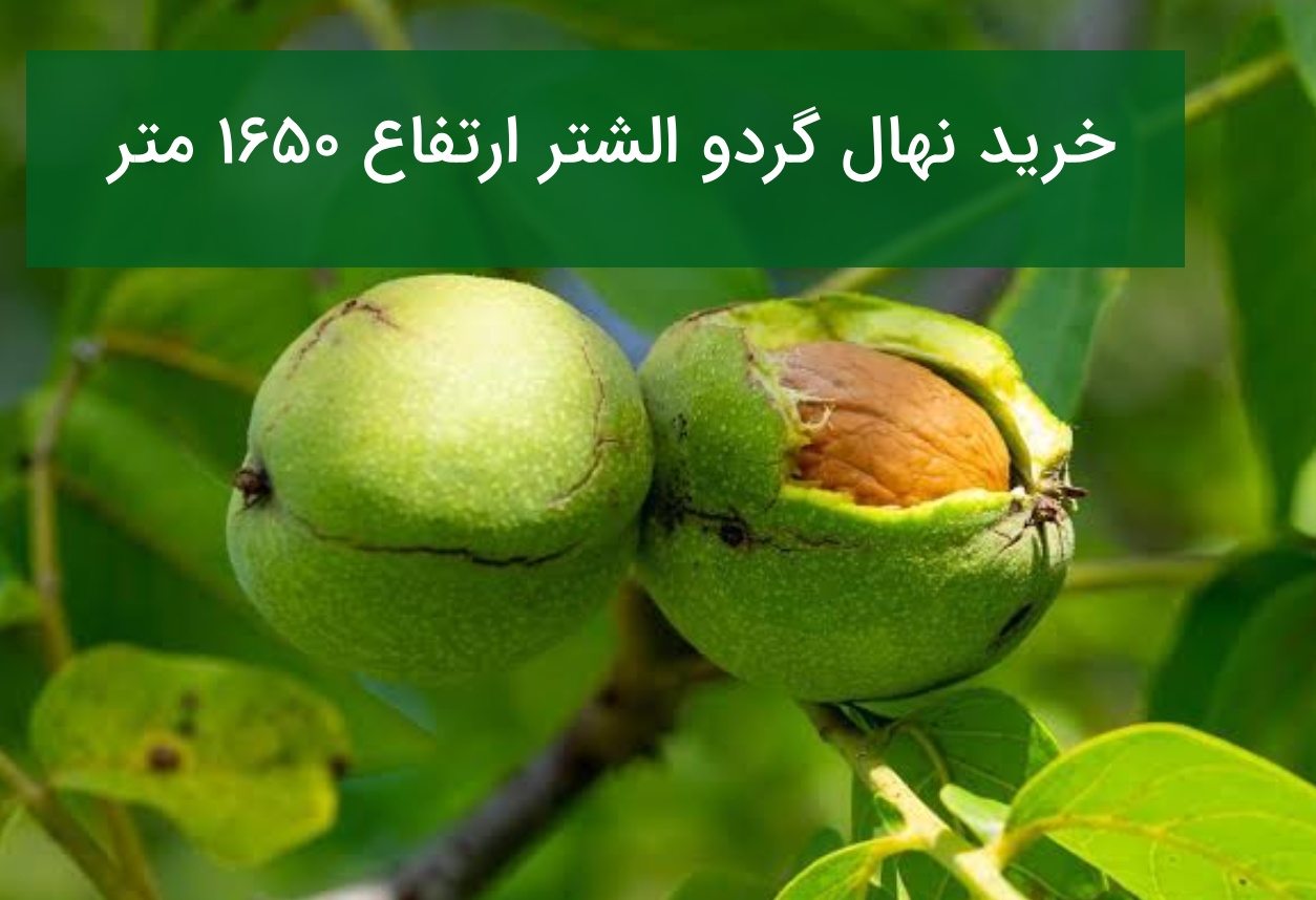 خرید نهال گردو الشتر