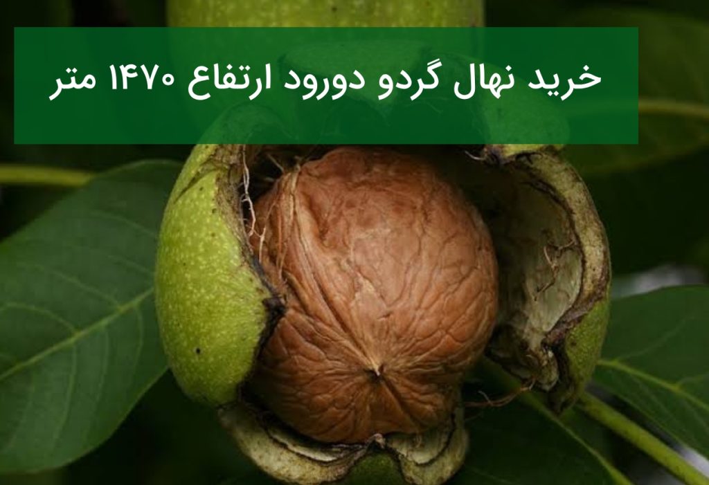 خرید نهال گردو دورود