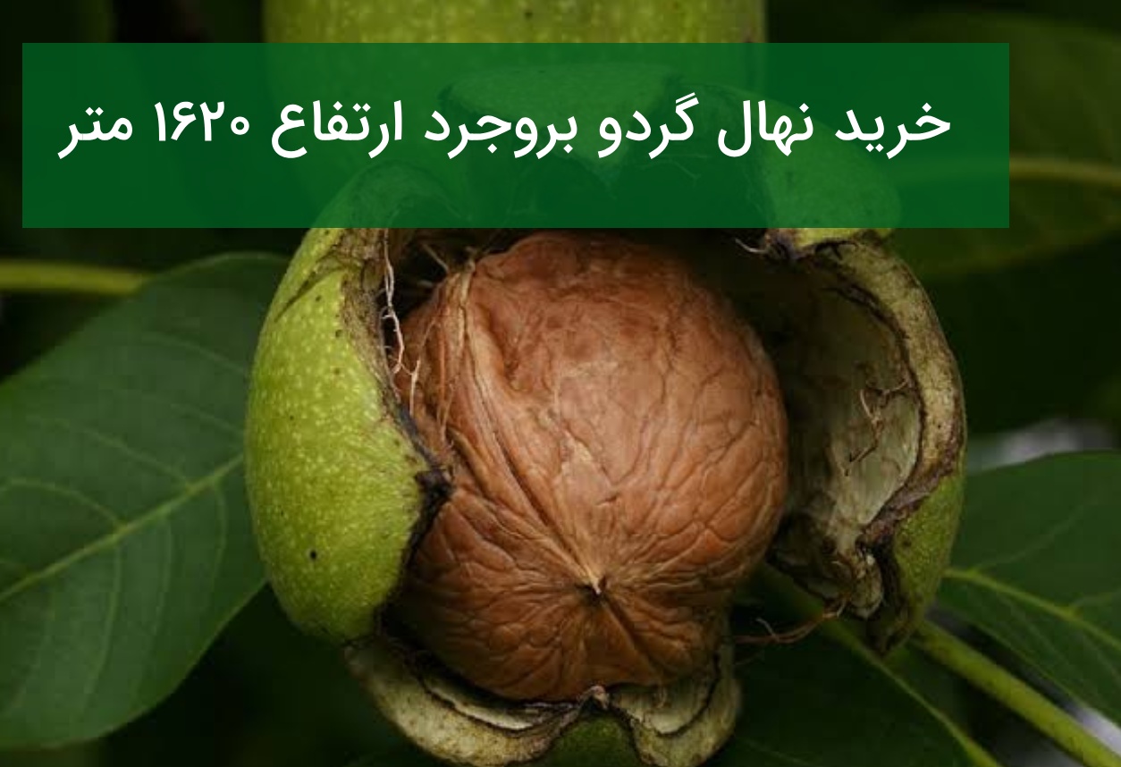 خرید نهال گردو بروجرد
