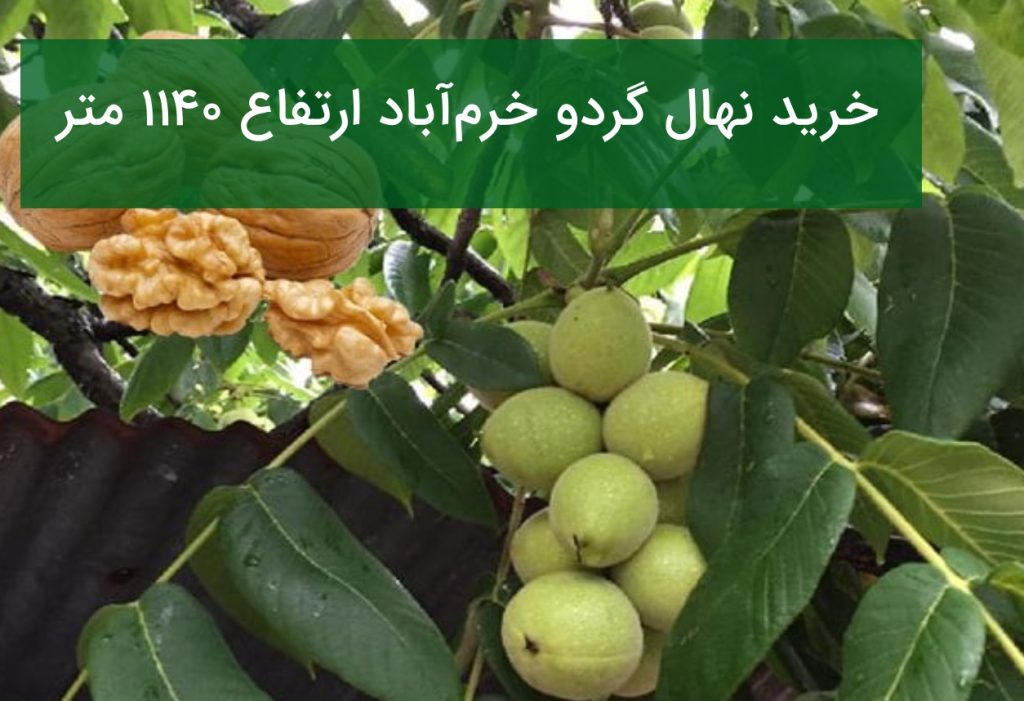 خرید نهال گردو خرم‌‎آباد