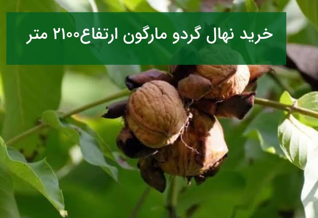 خرید نهال گردو مارگون