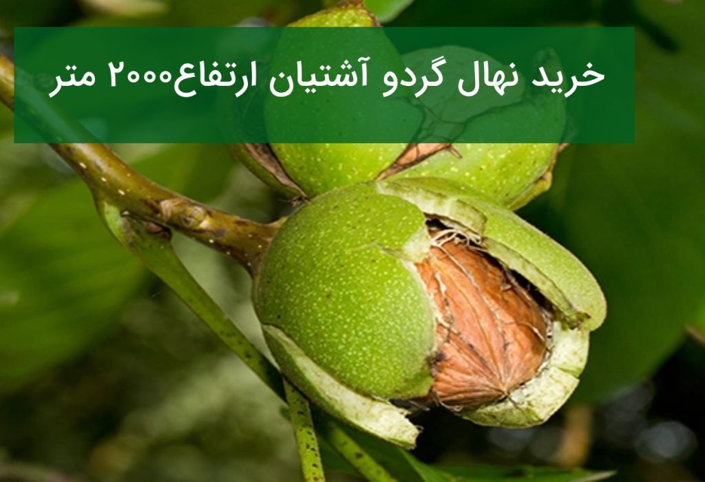 خرید نهال گردو آشتیان ارتفاع ۲۰۰۰ متر | راهنمای خرید نهال گردو