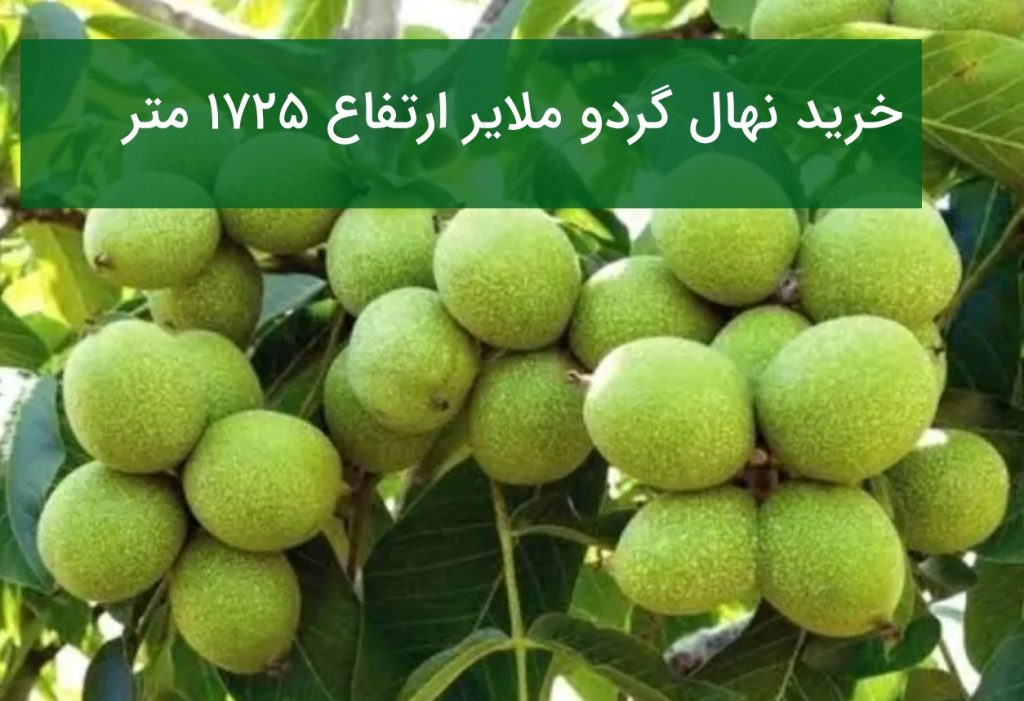 خرید نهال گردو ملایر ارتفاع ۱۷۲۵ متر؛ راهنمای انتخاب بهترین ارقام گردو برای اقلیم ملایر