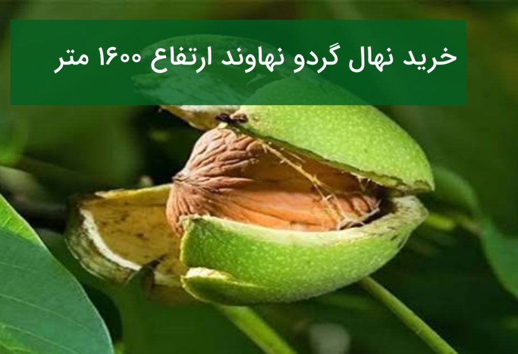 خرید نهال گردو نهاوند ارتفاع ۱۶۰۰ متر؛ معرفی بهترین ارقام گردو برای اقلیم نهاوند