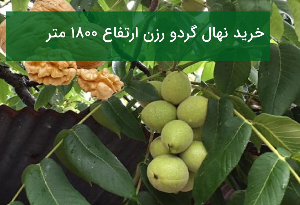 خرید نهال گردو رزن ارتفاع ۱۸۰۰ متر