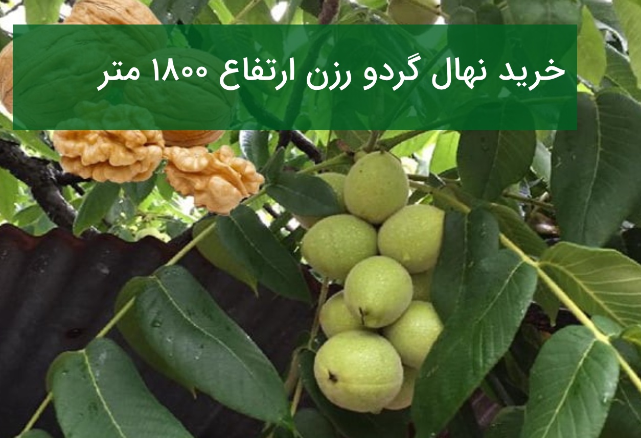 خرید نهال گردو رزن ارتفاع ۱۸۰۰ متر