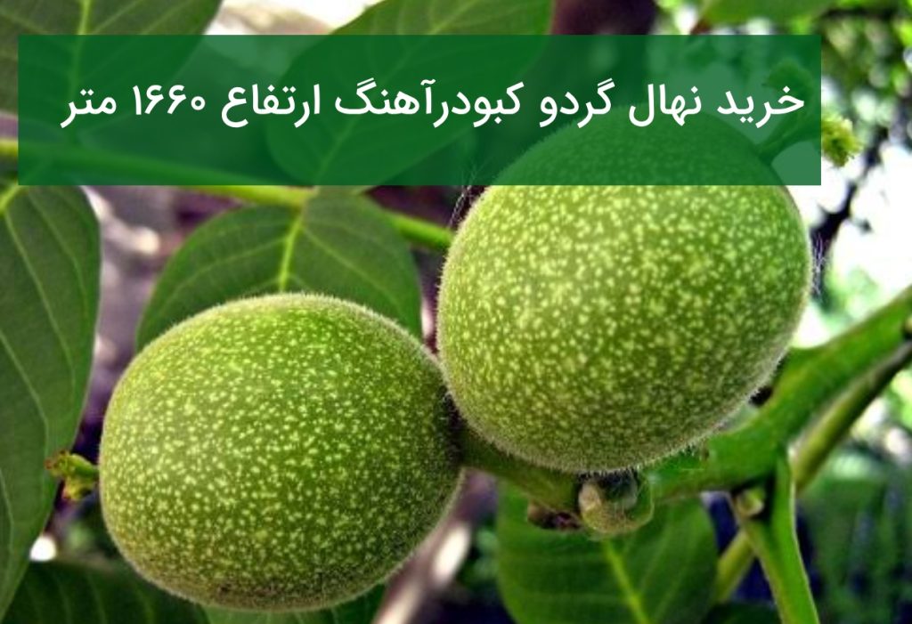 خرید نهال گردو کبودرآهنگ